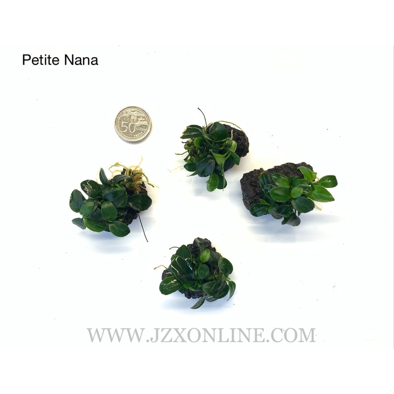 *Plants* Nana Petite on lava rock (per piece)