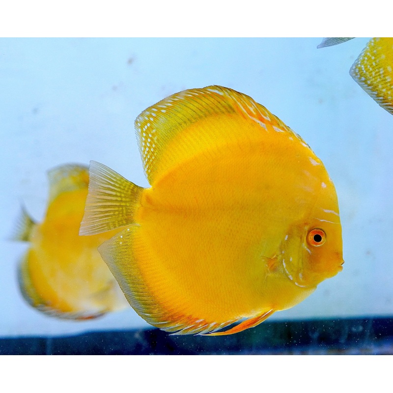 Yellow Panda Discus Fish 4.5″-5″ High Quality Discus 1 Discus