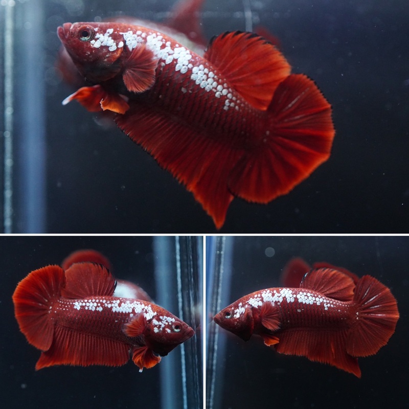 #17 (New Arrival) Rare Red Mamba Samurai Male Plakat Betta Fish – High Quality Live Aquarium Male Betta Fish