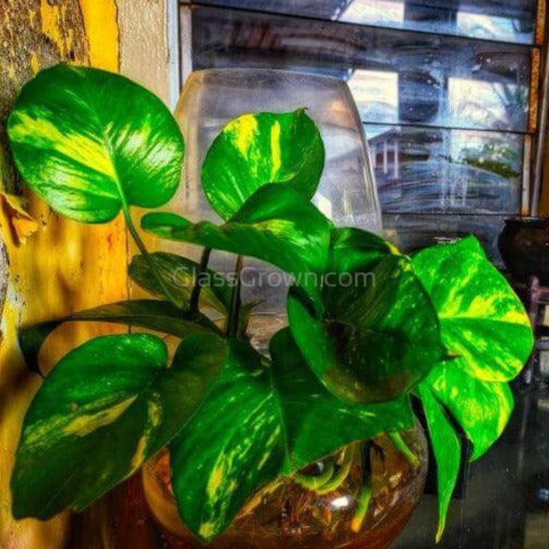 ‘Golden’ Pothos Stems or Pots Single Bare-Root Stem