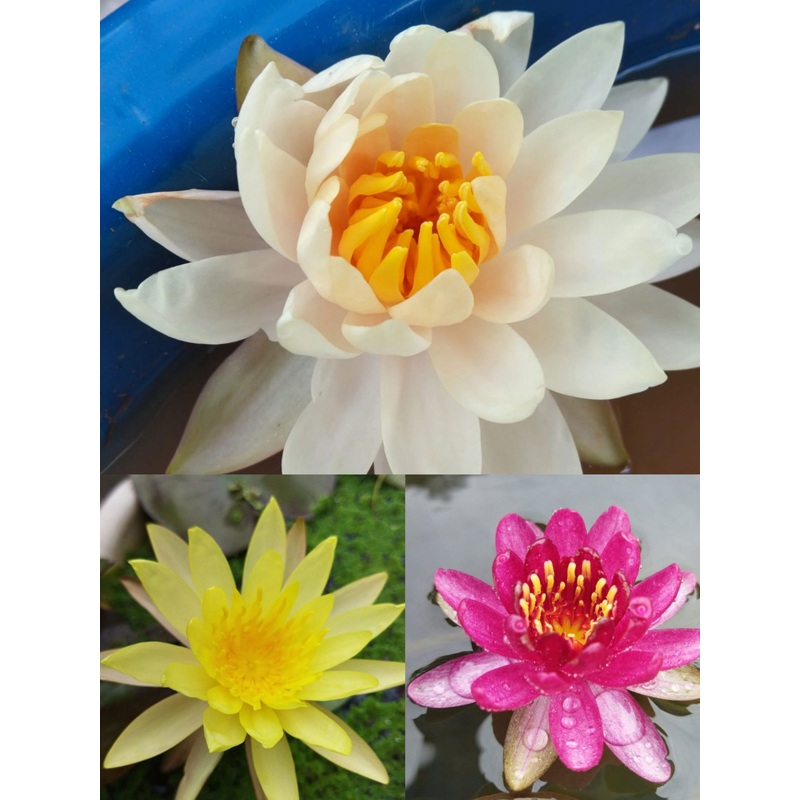 Water Lilly Combo ( 3 Plants )