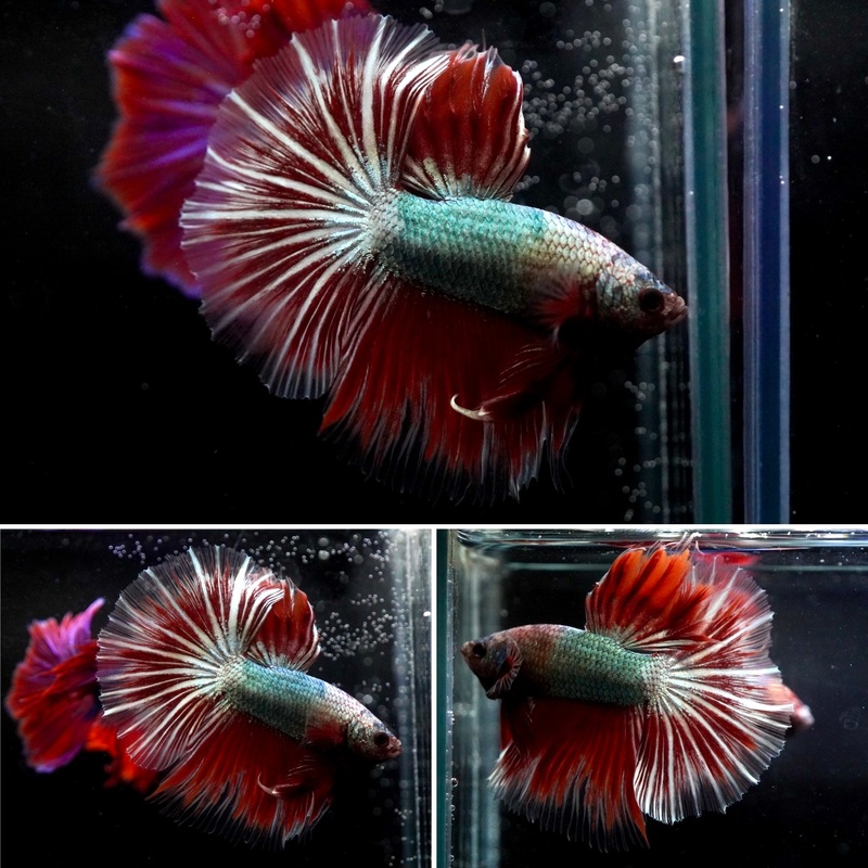 #10 (New Arrival) Green Body Red Star Shining Over Halfmoon Tail – High Quality Live Aquarium Male Betta Fish