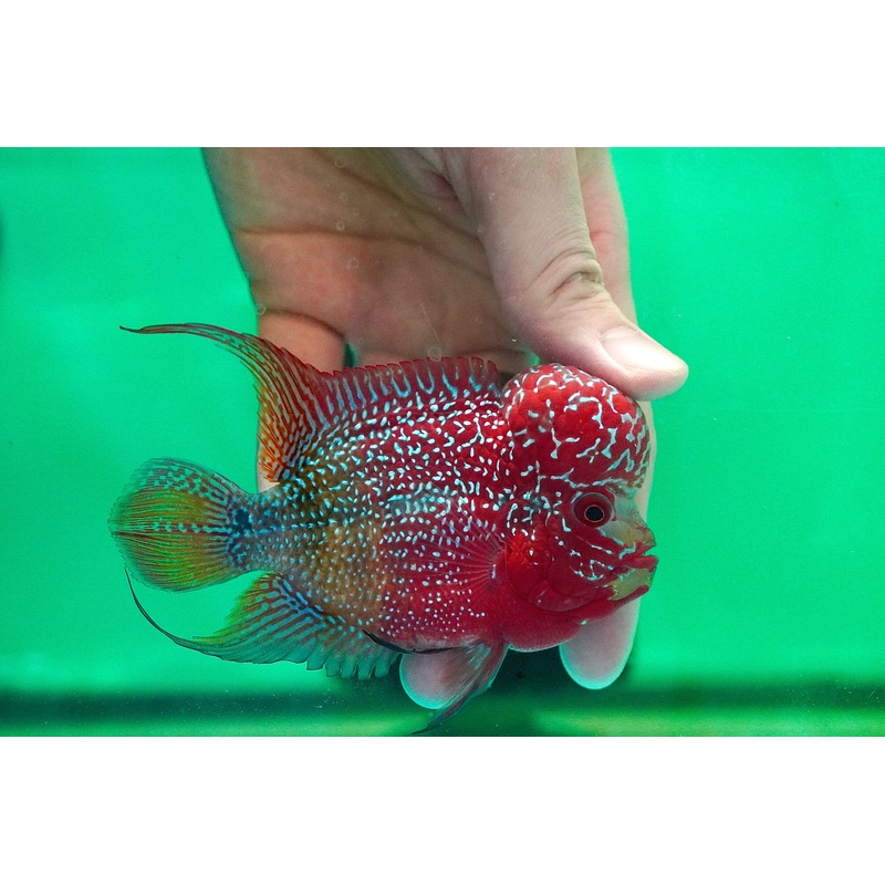 #4 Two Tones Dragon Flowerhorn