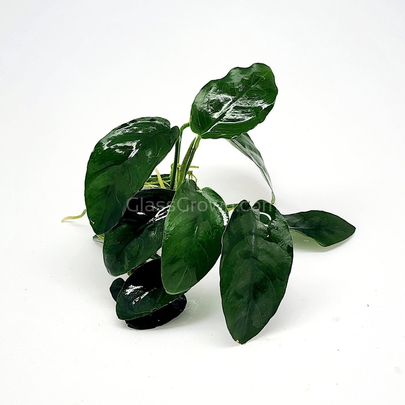 Anubias Nana