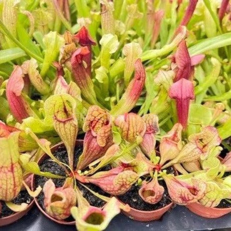 Trumpet Pitcher Carnivorous Plant