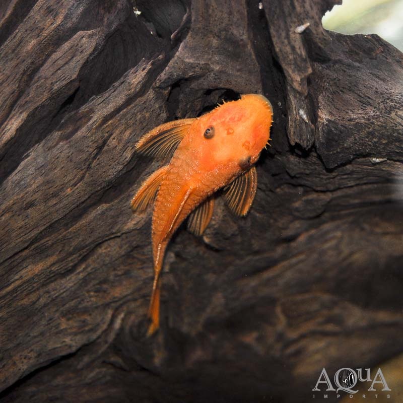 Super Red Bristlenose Pleco (Ancistrus sp. “Super Red”),