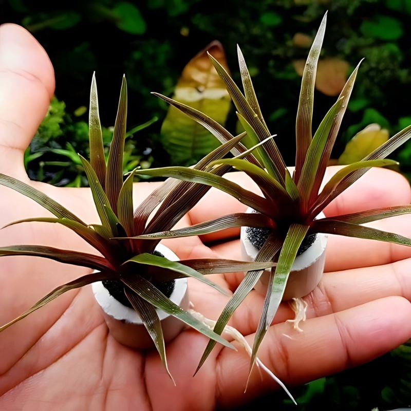 ADA IC466 Eriocaulon Quinquangulare | TC Live Plant