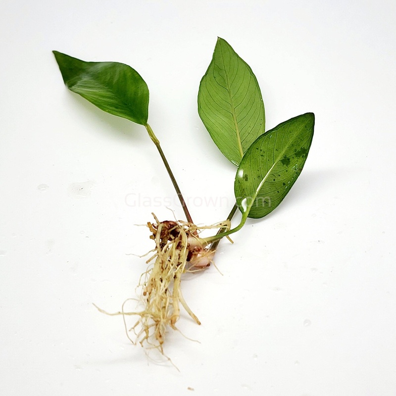 Anubias Frazeri
