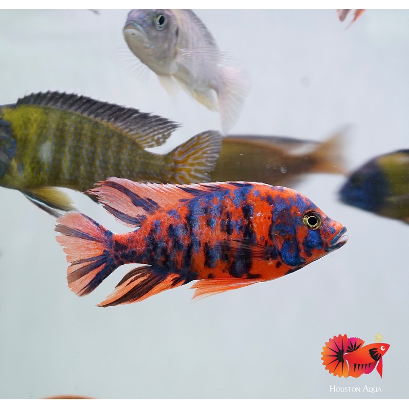 Super Red Base O.B Peacock African Cichlid Size 4.5