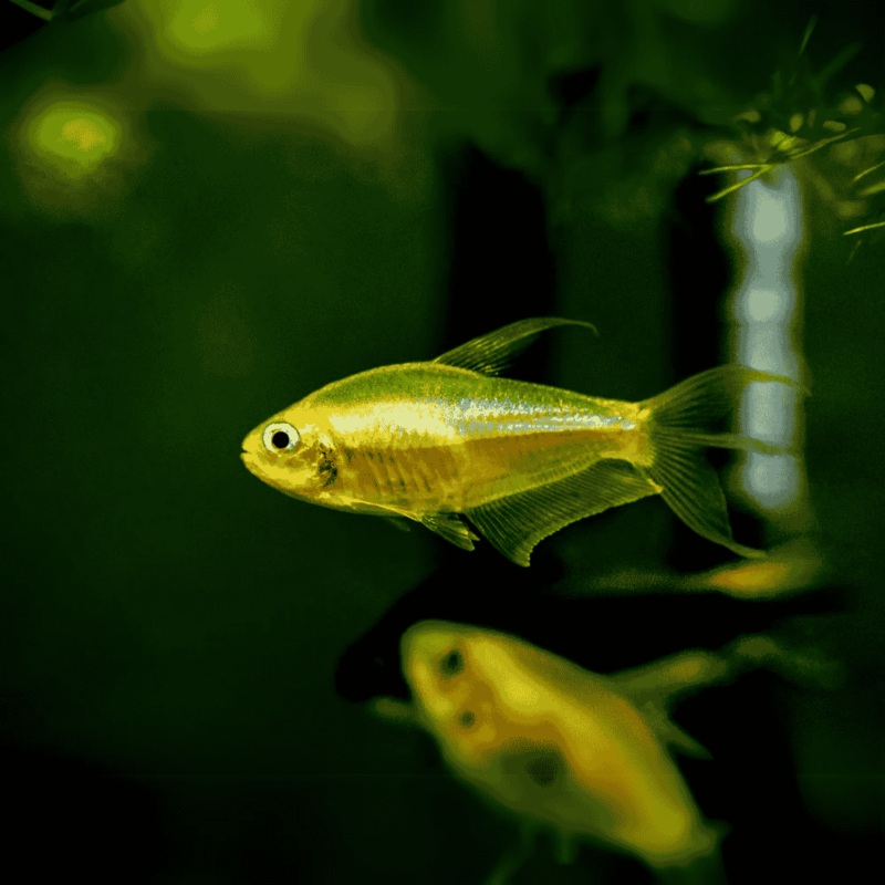 Albino Emperor Tetra 1 Piece