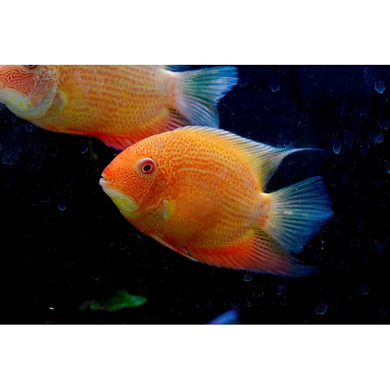(Limited Stock) Gold Red Spot Severum Cichlid (size 5-5.5) Large