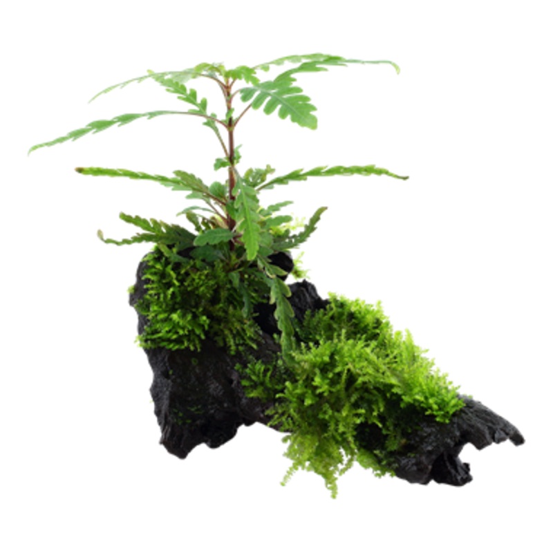 Tropica on Wood Hygrophila pinnatifida and moss