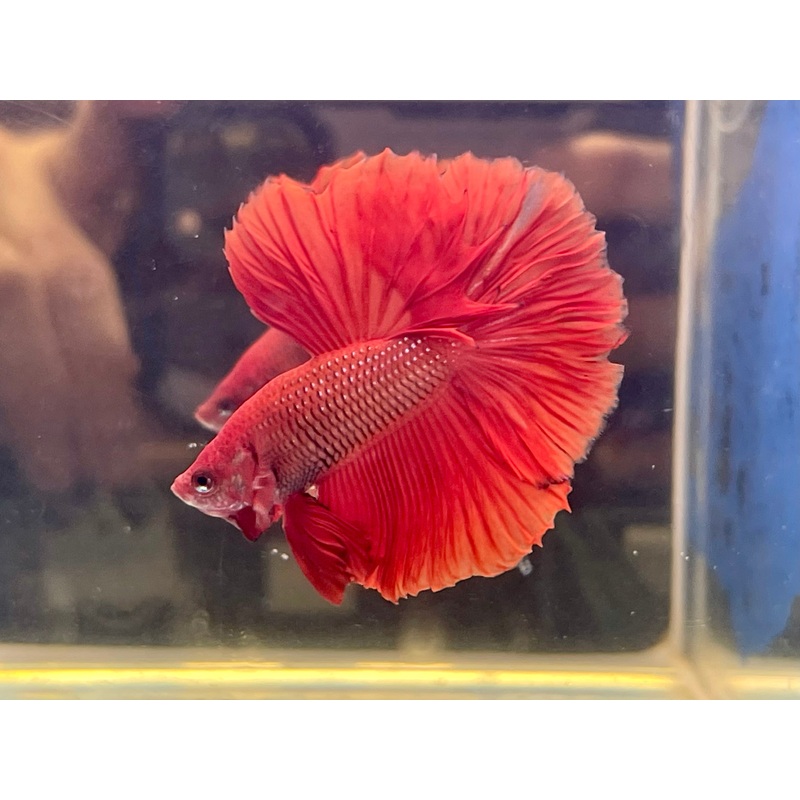 * Betta * Red HM #HM41 (Actual Fish)