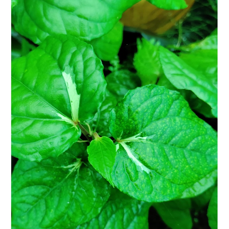 Varigated piper betel (single plant)