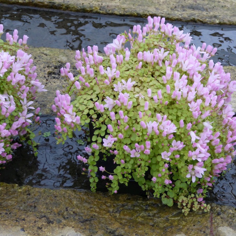 Anagallis Tenella Bog Pimpernel 9cm Pack of three (3)