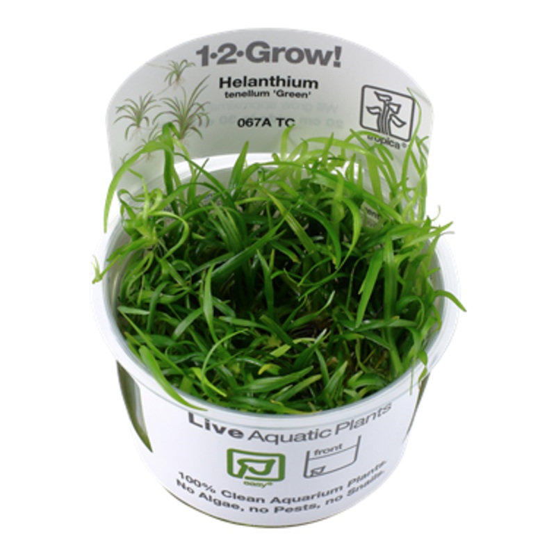 Tropica Helanthium tenellum ‘Green’ 1-2-Grow!