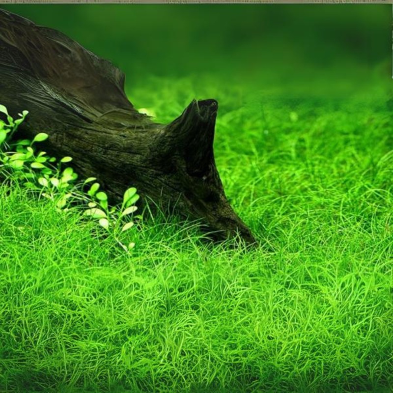 ADA IC027 Eleocharis Parvula | TC Live Plant