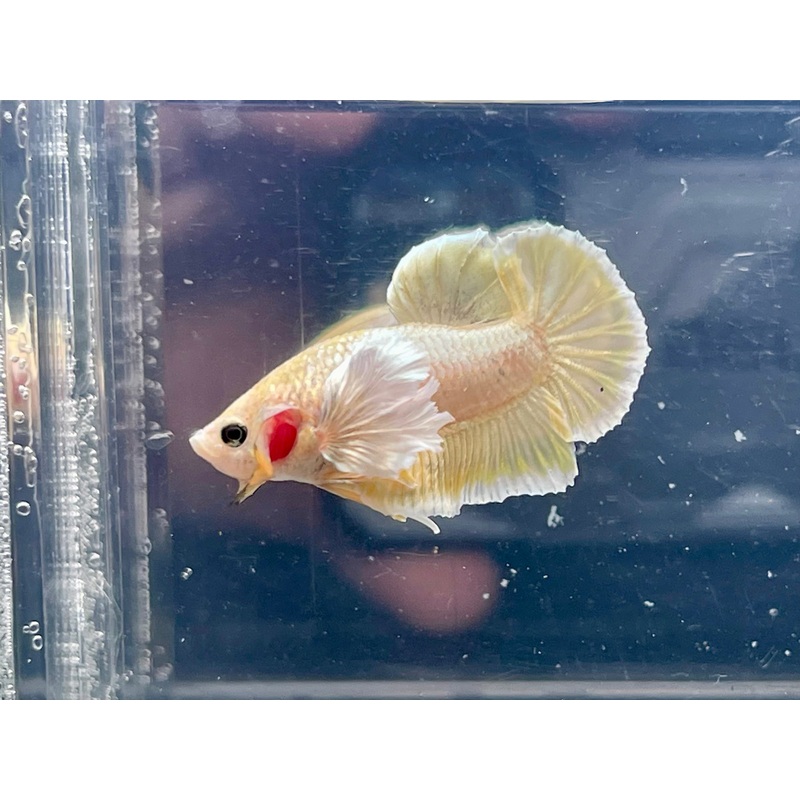 * Betta * Dumbo HMPK #P93 (Actual Fish)
