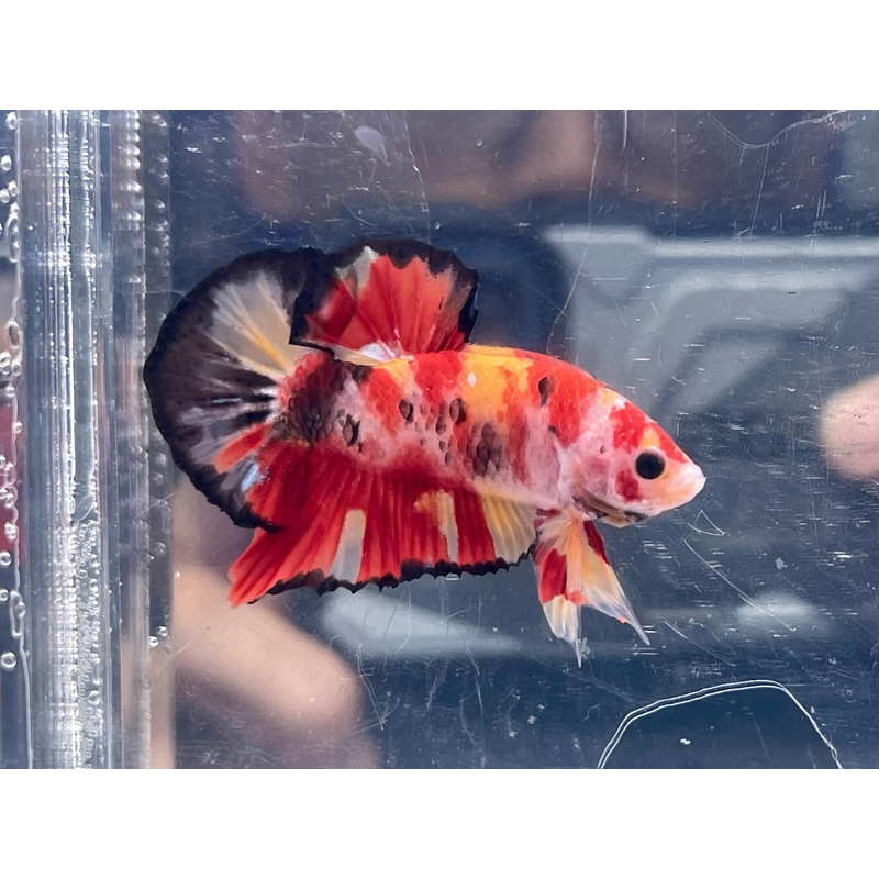 * Betta * Fancy HMPK (Actual Fish) #B11