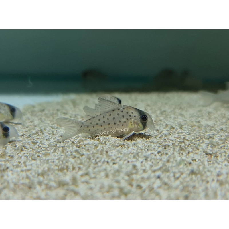 * Corydoras * Corydoras atropersonatus