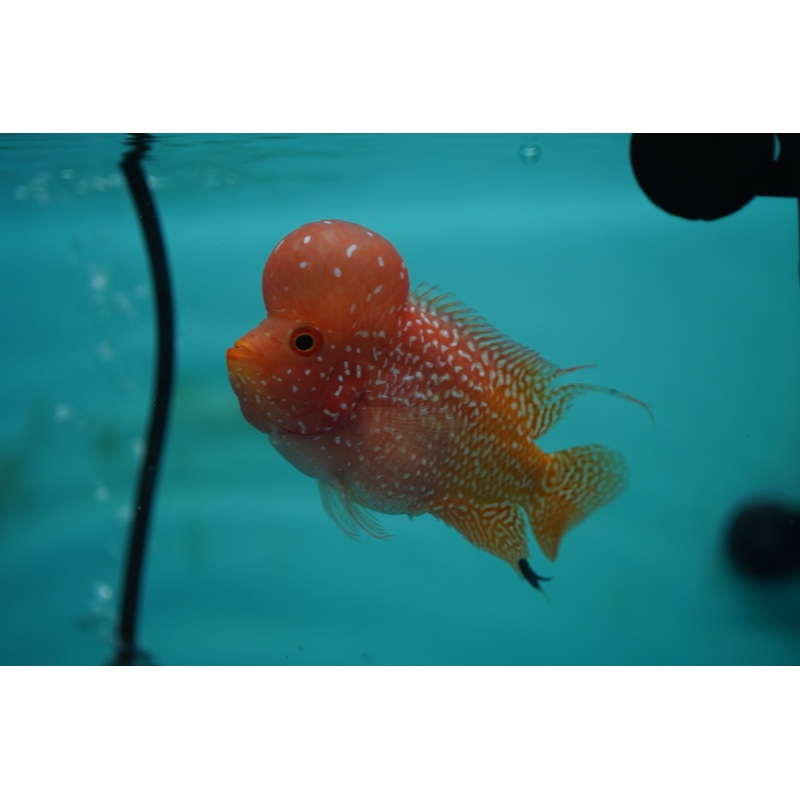 *NEW #7 Golden Base Kamfa Male Flowerhorn (Mini Size 2.5) Potential Small Kamfa