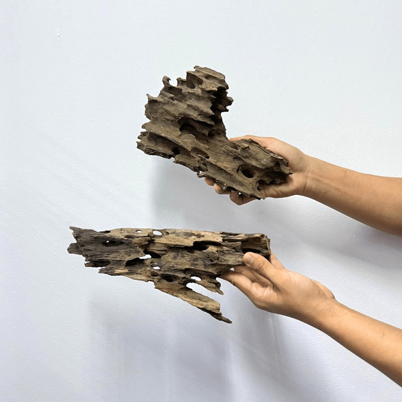 ANS Dragon Wood M (20-30cm)