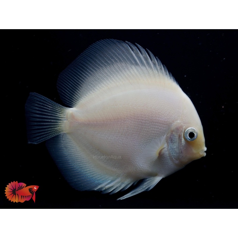 White Diamond Discus – Size 3.5-4