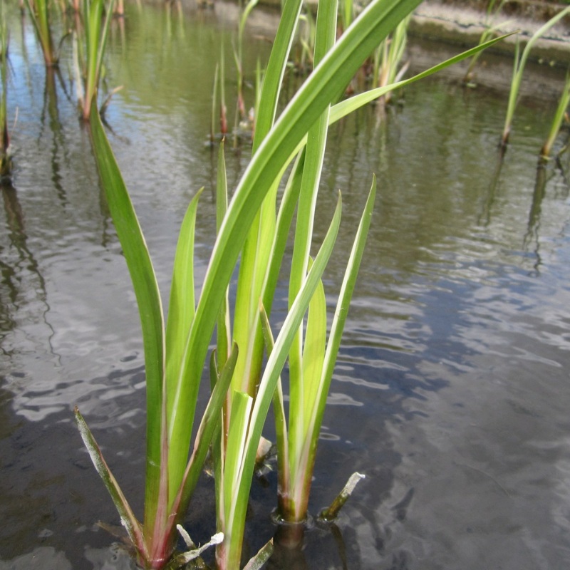 Acorus Calamus Variegatus Variegated Sweet Flag 1 Litre (pack of 3)