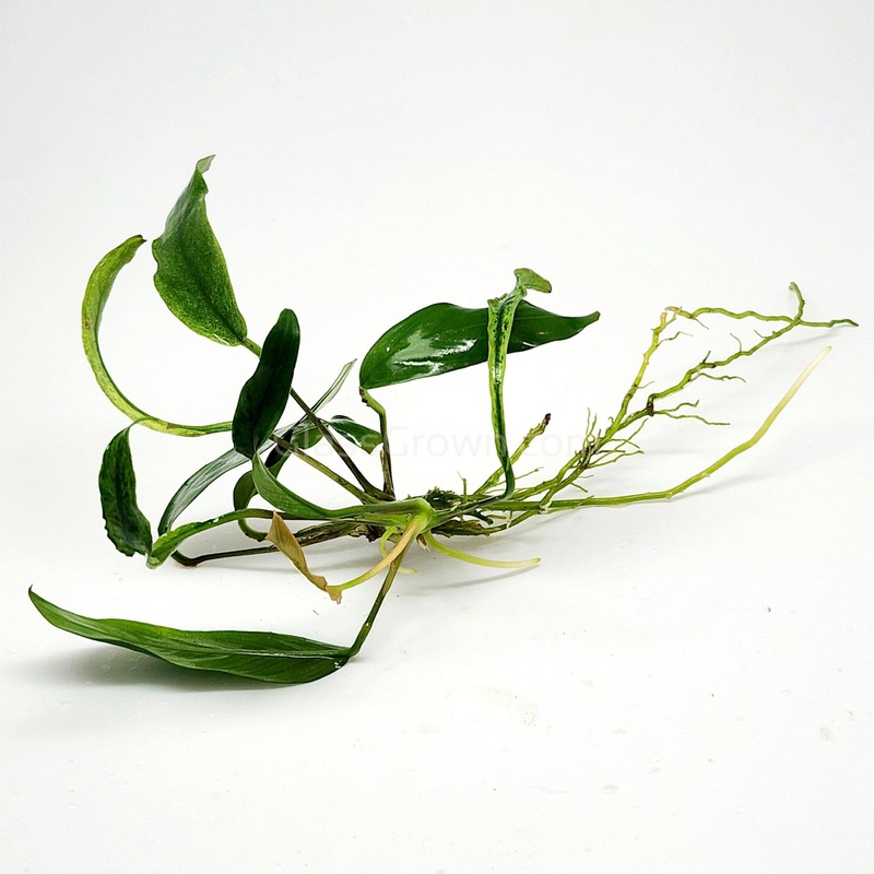 Anubias Minima