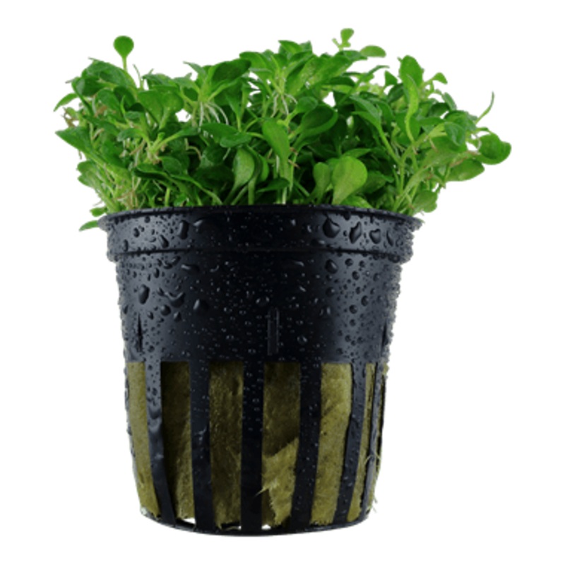 Tropica Glossostigma Elatinoides in Pot