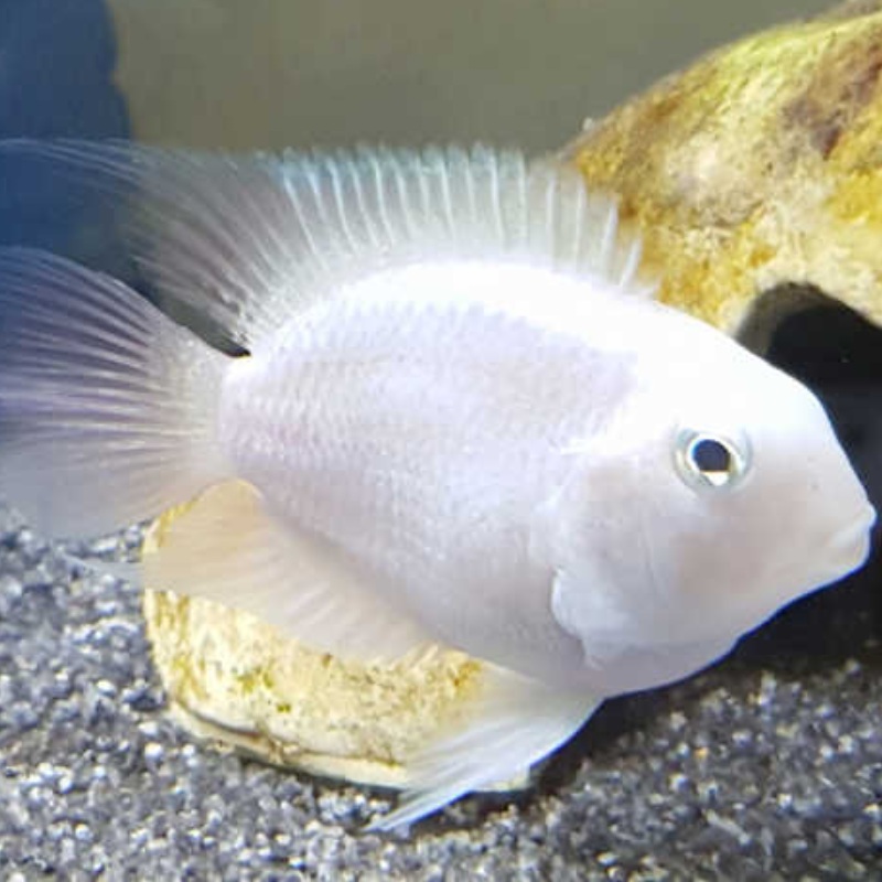 White Parrot Cichlid 2-3″ Single (1)