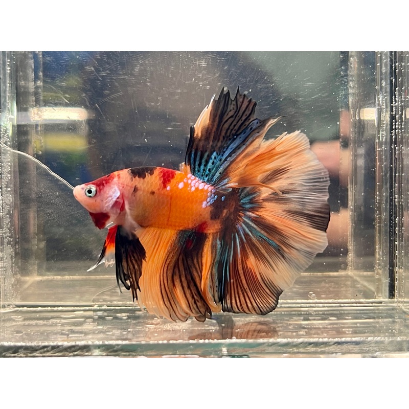 * Betta * Multicolour HM #HM66 (Actual Fish)