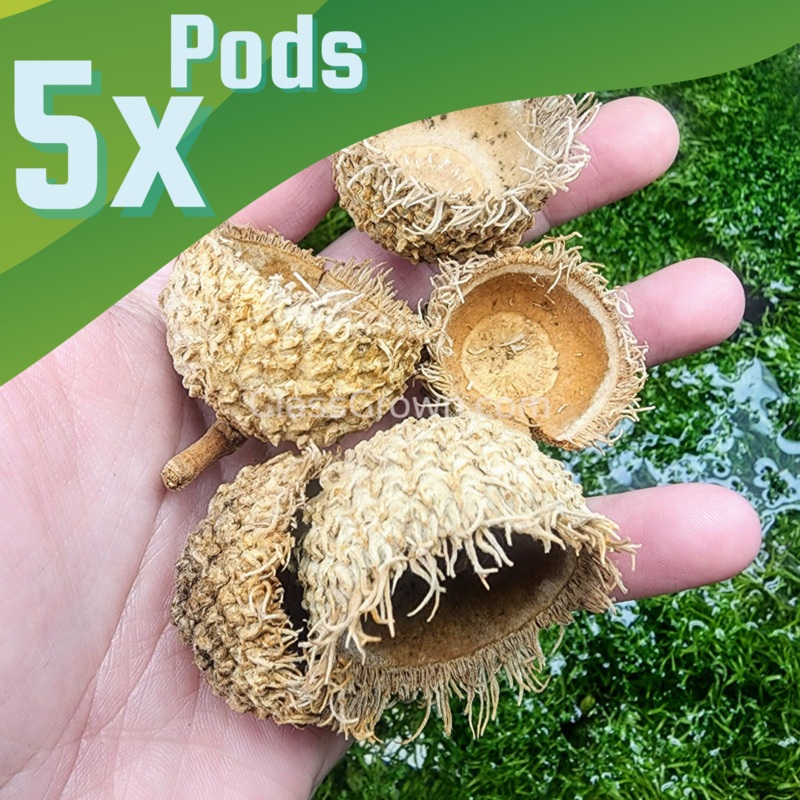 Burr Oak Acorn 5 Pods 5x Pods