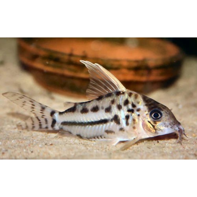 Super Schwartzi Corydoras CW28