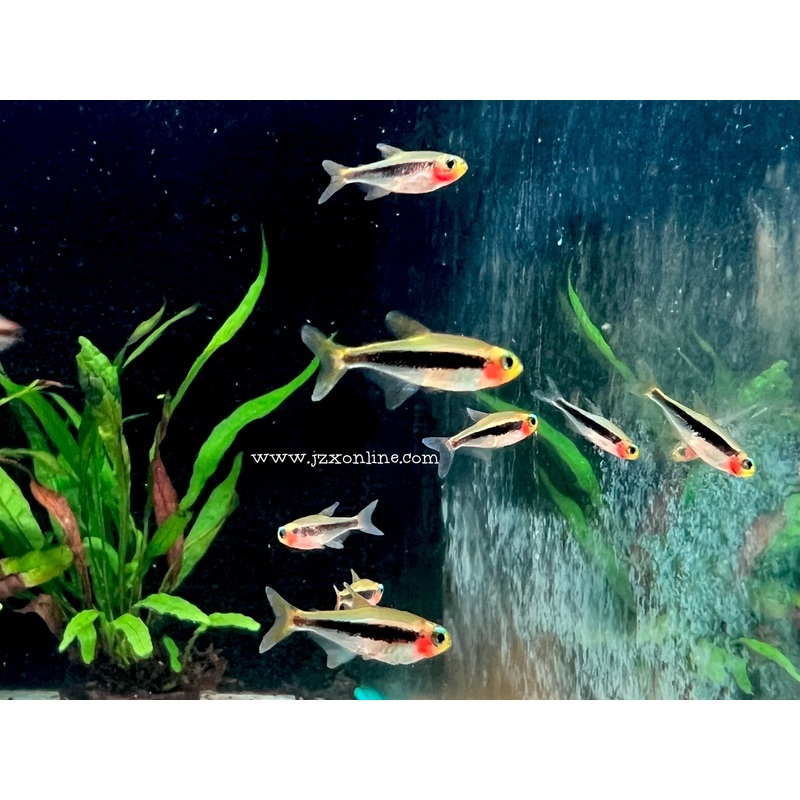 * Tetra * Tucanoichthys Tucano Tucano Tetra