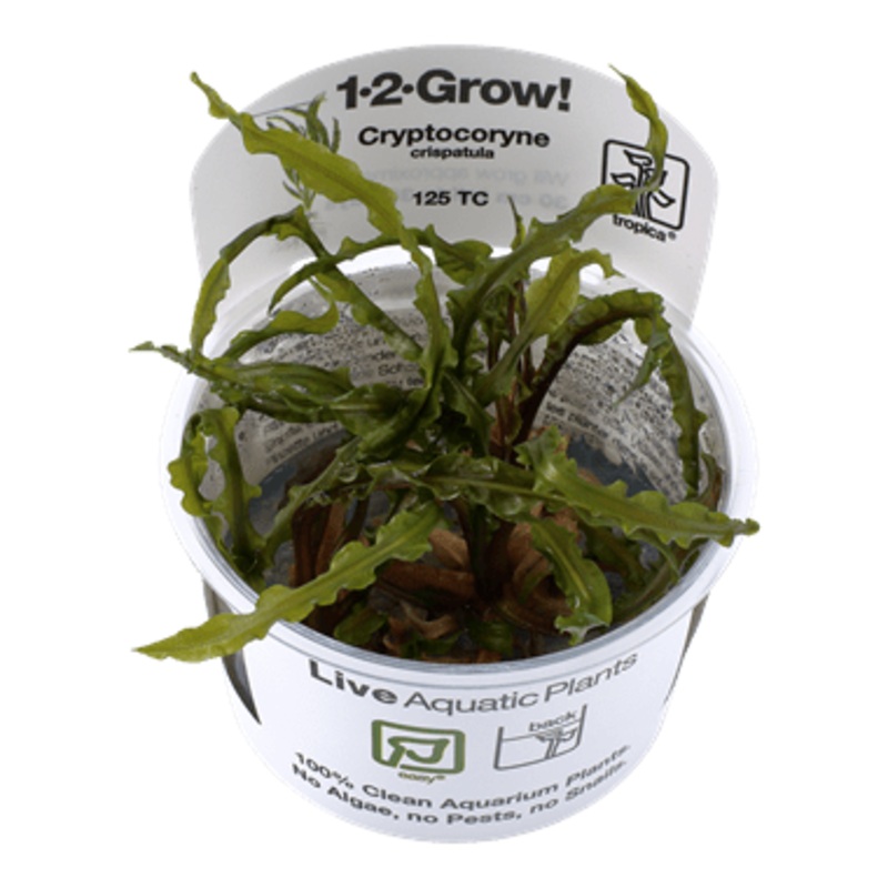 Tropica Cryptocoryne crispatula 1-2-GROW!