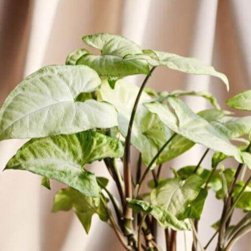 ‘White Butterfly’ Arrowhead Rooted Stems or Pots Single Bare-Root Stem