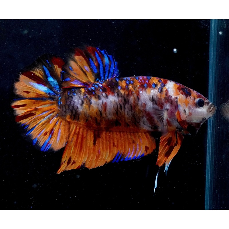 #2 (New Arrival) REAL GIANT KING Candy Tiger Nemo Koi -Male Plakat Betta Fish – High Quality Live Aquarium Male Betta Fish