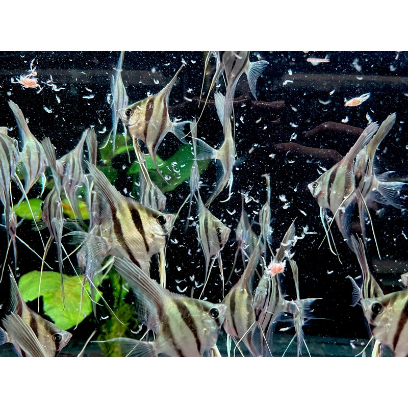 * Angelfish * Altum Angelfish Captive bred