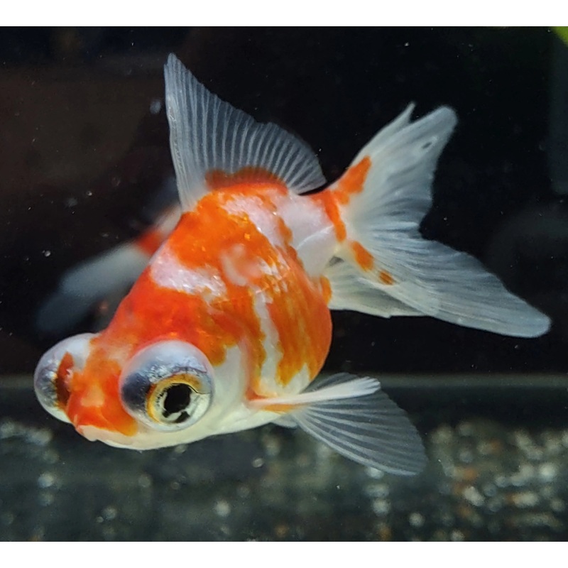 Telescope Eye Goldfish – Mixed colours – 4cm