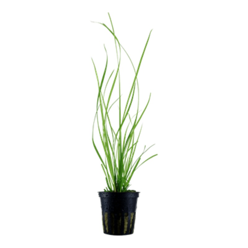 Tropica Cyperus Helferi in Pot