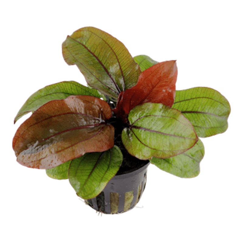 Tropica Echinodorus ‘Reni’ in Pot