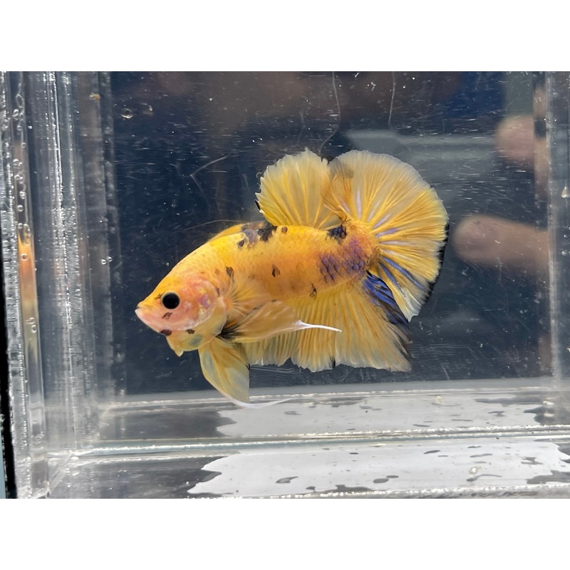 * Betta * Yellow Fancy Giant HMPK (Actual Fish) #G11