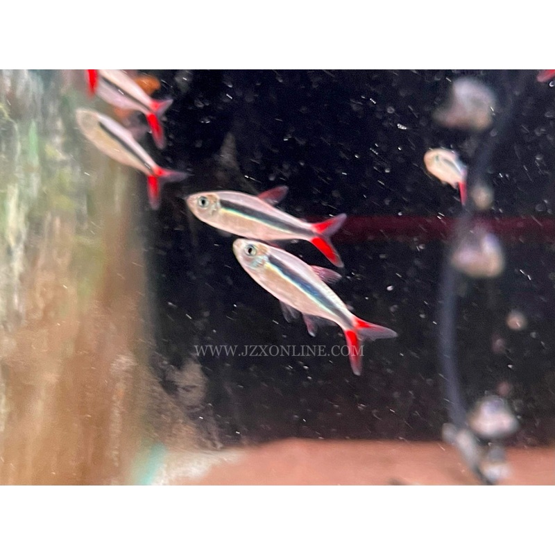* Tetra * Thayeria sp “red tail” Red tail penguin tetra *Rare*