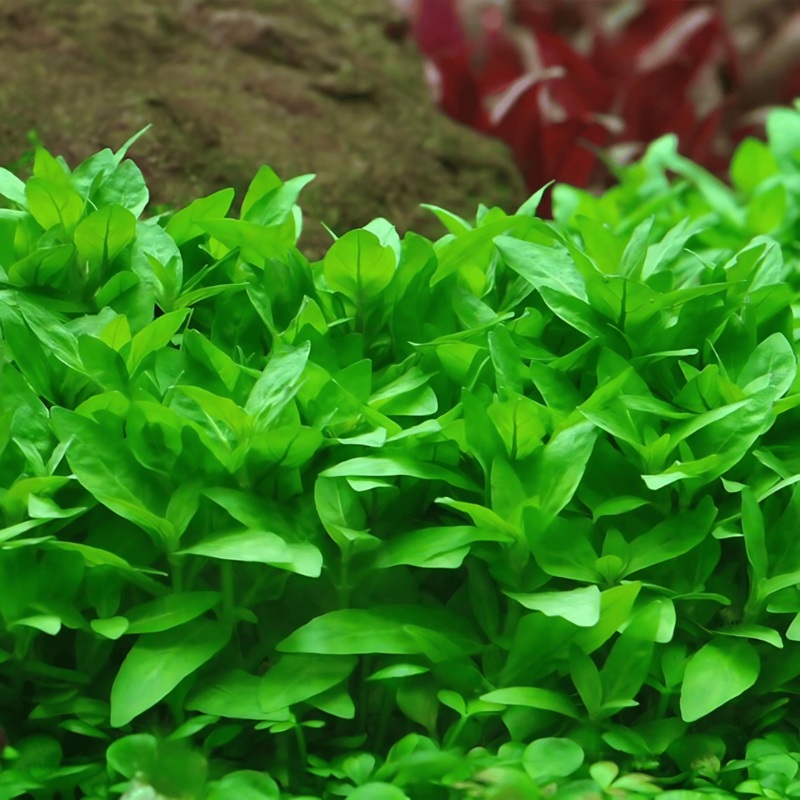 ADA IC030 Staurogyne Repens | TC Live Plant