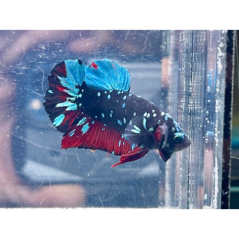 * Betta * Avatar HMPK #A14 (Actual Fish)