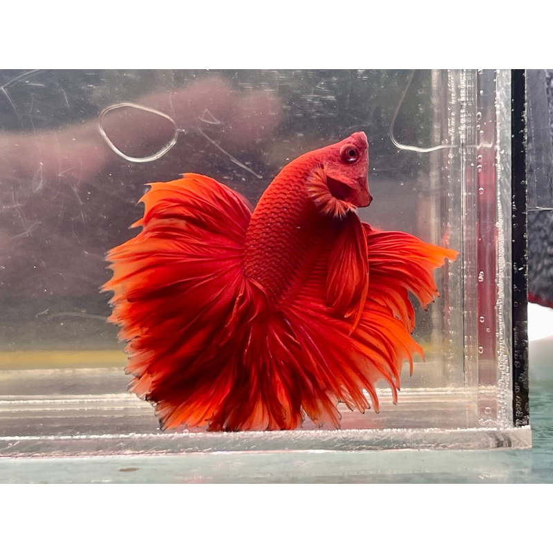 * Betta * Red HM #HM52 (Actual Fish)