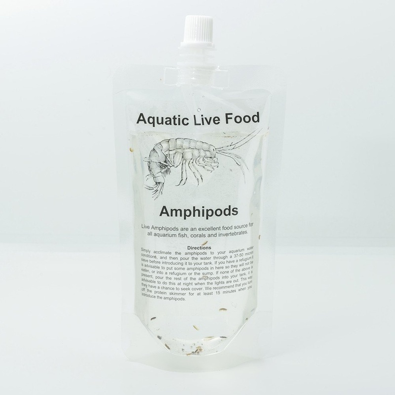 Marine Amphipods