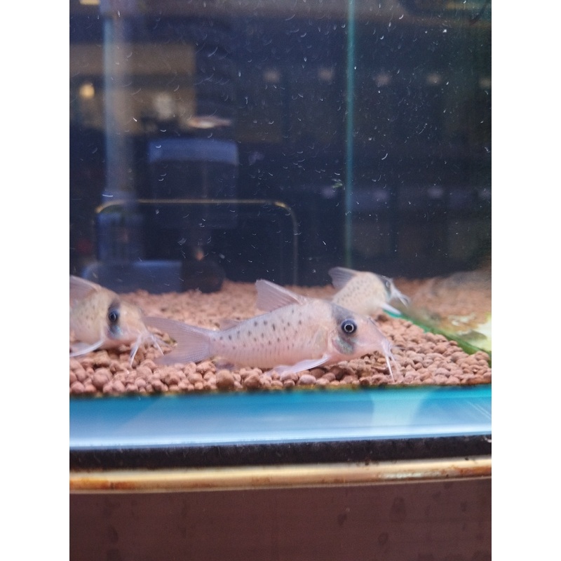Sychri Cory