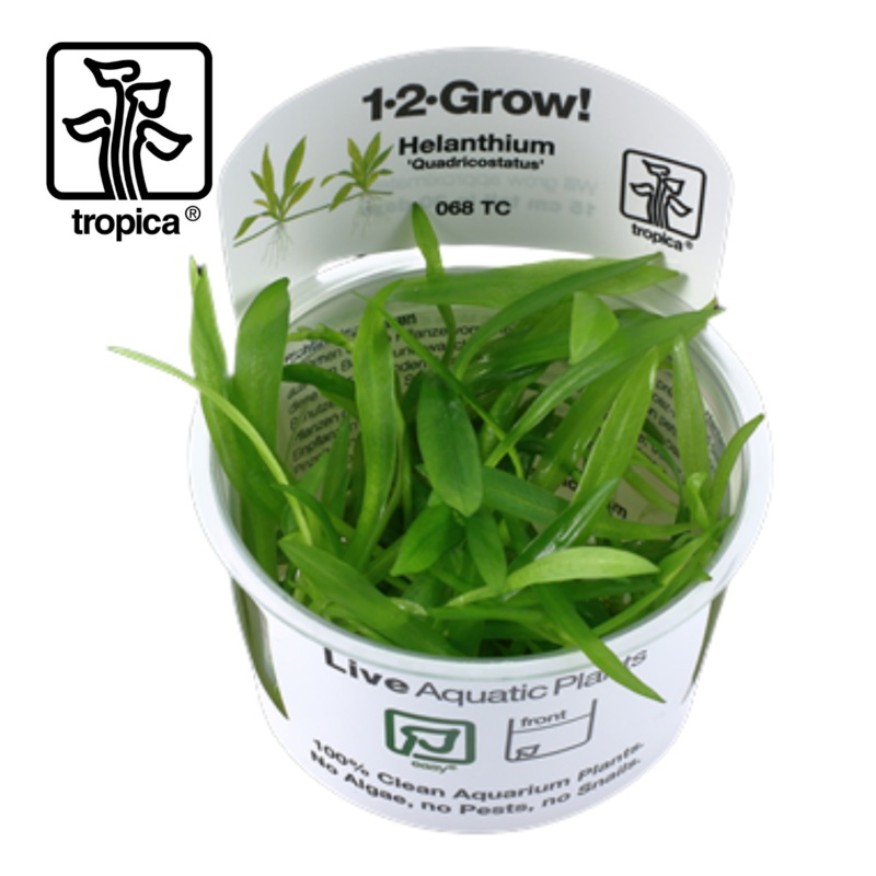 Tropica In-Vitro 1-2-Grow! Helanthium Bolivianum ‘Quadricostatus’